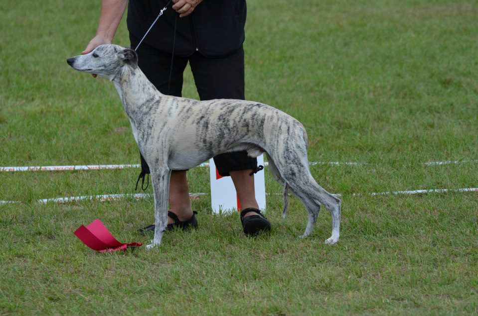 Best male and BOS Swedish Whippet Club Show in Visby, Gotland. Photo: E M Flygar