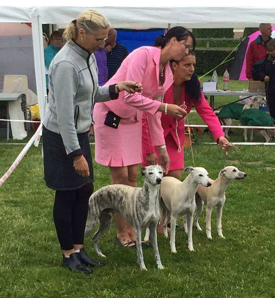 Best In Show 3 Generations! Chippen, his daughter Swaara Karen Laughing and granddaughter Chase Me Tempest Storm!